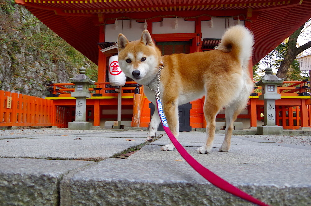 NBA比赛中团队沟通效率提升，nba团队配合集锦